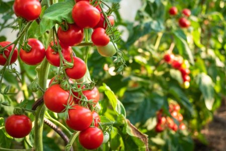Pure sulfur-based compound fertilizer information