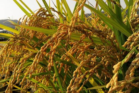 Compound fertilizer: the core driving force for the efficient development of modern agriculture