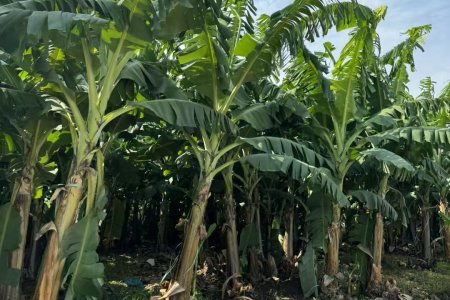 Scientific proportioning helps harvest: The use guide of compound fertilizer to water ratio attracts attention