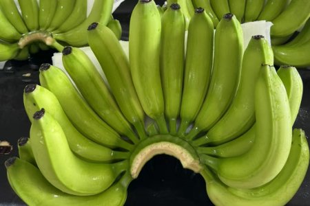 Keyuan Fertilizers Help Laos to Harvest Bananas