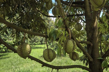 NPK 8-24-24 Fertilizer: Precise nutrition empowers durian harvest