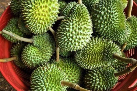 Keyuan Fertilizer helps Cambodian durian harvest