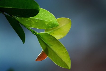Accurately solve the problem of yellowing leaves, scientific fertilization is the key
