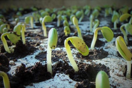 Phosphorus: The energy engine for crop growth