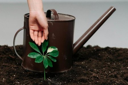 Fertilizer soul-searching question: water first or fertilize first?