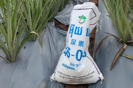 Cambodian pineapple farmers praise the effectiveness of Keyuan's urea fertilizer