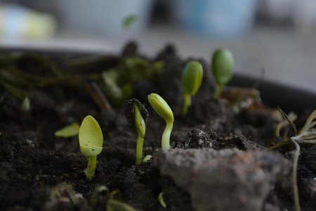 Soil Improvement Standards