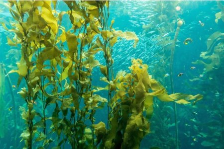 International Seaweed Fertilizer Market
