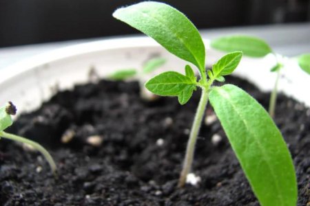 Fertilizer Market Overview for Early November 2025