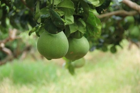 Fruit Tree Fertilization: Who Gets the Fertilizer?