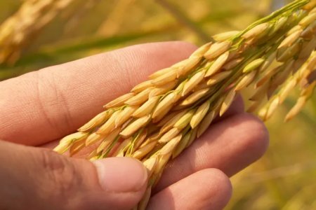 Are You Wasting Fertilizer in Vain? Scientific Application Is the Key to Feeding Crops Adequately