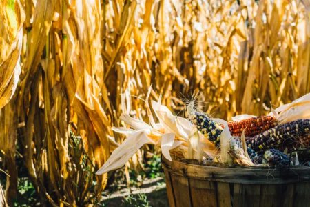 Mechanism of Action of Crop Rotation