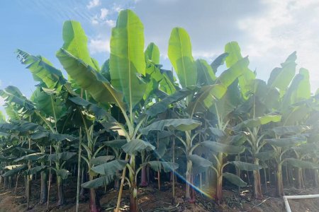 Key Techniques for Nutrient Management in Banana Cultivation