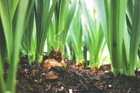 Microorganisms: The Invisible Guardians of Soil Health