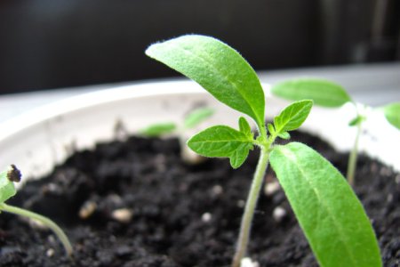 Scientific Fertilizer Selection Guide: Helping Farmers Improve Quality, Increase Yields, and Reduce Costs