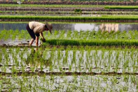 Fertilizer Market Brief, March 2026