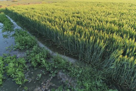 What are the differences between base fertilizer, topdressing, and foliar fertilizer?