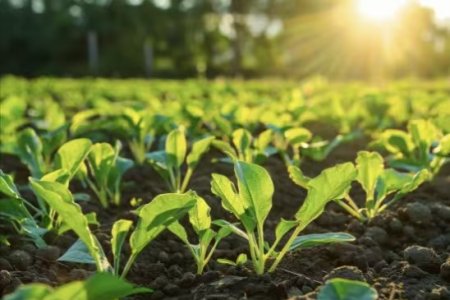 Methods for the Prevention and Control of Plant Diseases