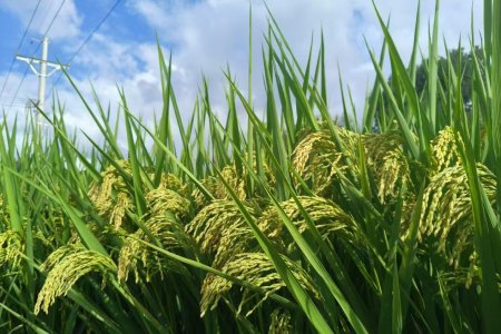 On-site Visit to Cambodian Rice Farms