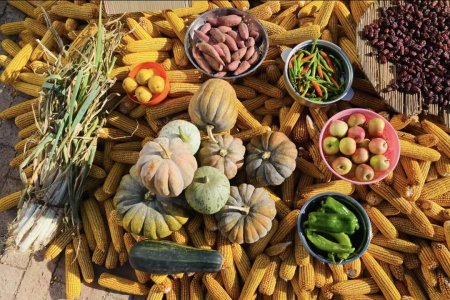 Scientific Crop Layout Empowers High-Quality Agricultural Development