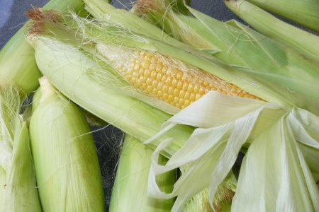 Causes and Integrated Management of Leaf Tip Drying in Corn Seedlings