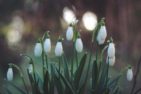 Post-Flood Crop Recovery Guide