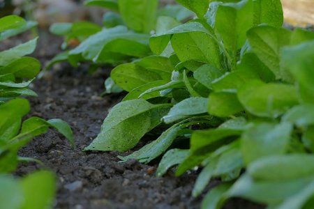 How do you pre-germinate spinach seeds?