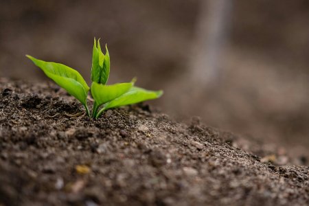 2026 Q4 Fertilizer Market Diverges; Winter Stockpiling Starts, India Urea Tender Severe Competition