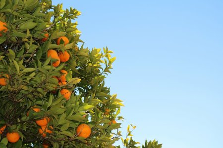 The Profound Impact of Fertilization on Crops: Understanding the Science Behind "Autumn Gold, Winter Silver"
