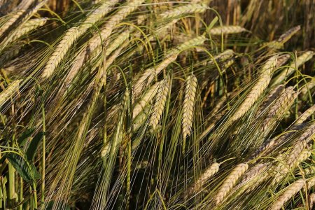 China’s Fertilizer Exports Hit 27.45 Million Tonnes in Jan–Sep 2026, with Divergent Performance by Variety