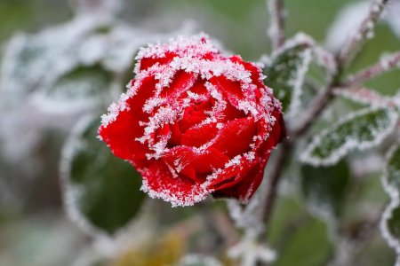 How To Deal With Cold Waves? Scientific Crop Frost Prevention Matters Most!